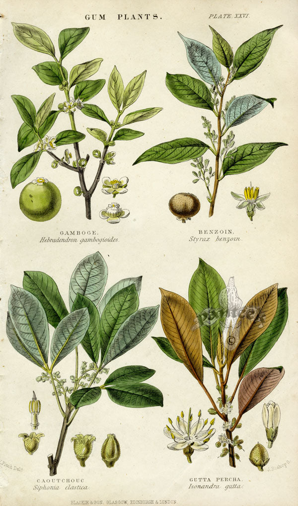 William Rhind Fruit & Vegetable Prints Gamboge, Benzoin