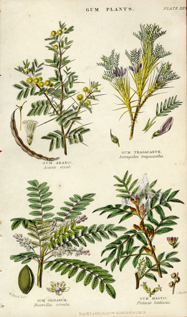 William Rhind Fruit & Vegetable Prints Gum Plants