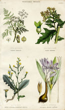 William Rhind Fruit & Vegetable Prints Hemlock, Saffron - Panteek Antique Prints