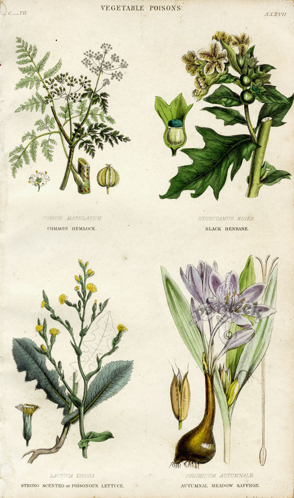 William Rhind Fruit & Vegetable Prints Hemlock, Saffron