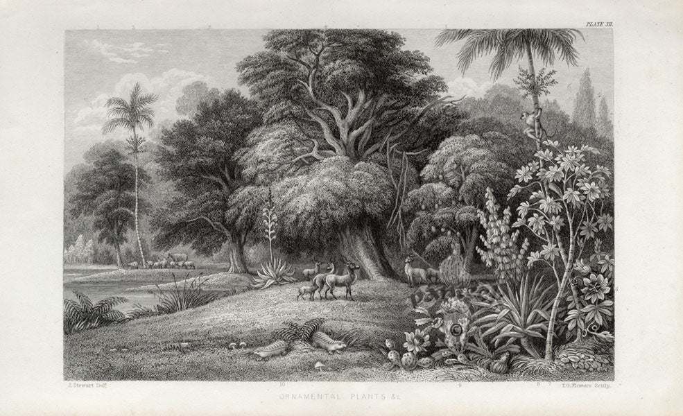 William Rhind Fruit & Vegetable Prints Ornamental Plants