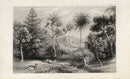 William Rhind Fruit & Vegetable Prints Palms & Pines - Panteek Antique Prints
