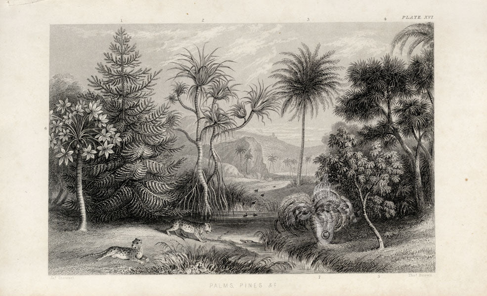 William Rhind Fruit & Vegetable Prints Palms & Pines