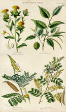 William Rhind Fruit & Vegetable Prints Safflower, Fustic - Panteek Antique Prints