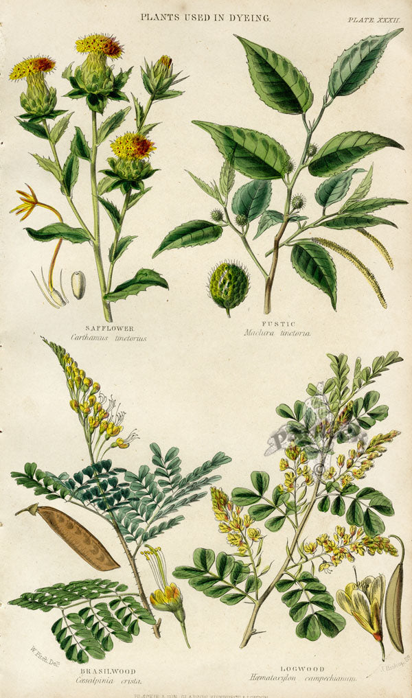 William Rhind Fruit & Vegetable Prints Safflower, Fustic