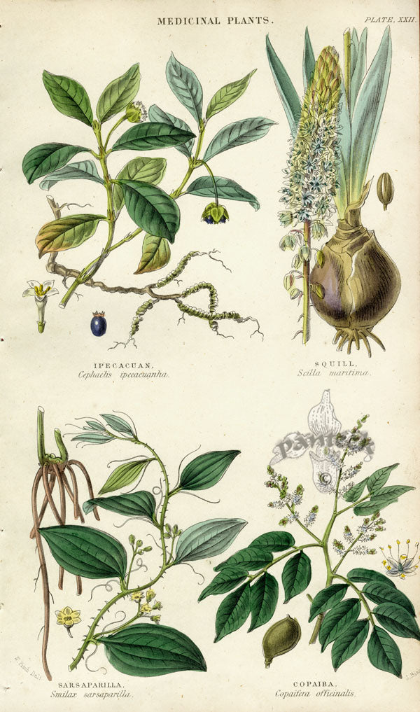 William Rhind Fruit & Vegetable Prints Sarsaparilla, Copaiba