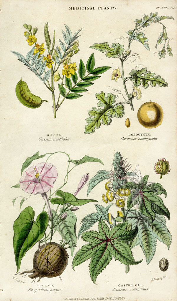 William Rhind Fruit & Vegetable Prints Senna, Castor Oil