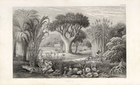 William Rhind Fruit & Vegetable Prints Sugar Cane - Panteek Antique Prints