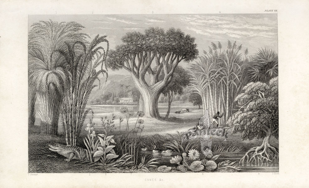William Rhind Fruit & Vegetable Prints Sugar Cane