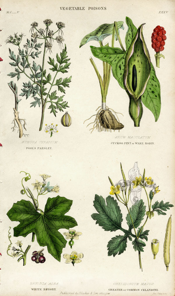 William Rhind Fruit & Vegetable Prints Vegetable Poisons
