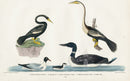 Wilson 1832 Black-bellied Darter, Little Auk - Panteek Antique Prints