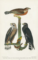 Wilson 1832 Black Hawk, Red-shouldered Hawk - Panteek Antique Prints