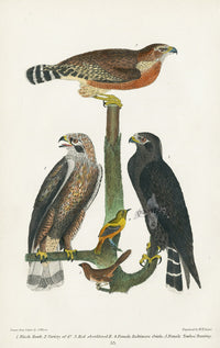 Wilson 1832 Black Hawk, Red-shouldered Hawk - Panteek Antique Prints