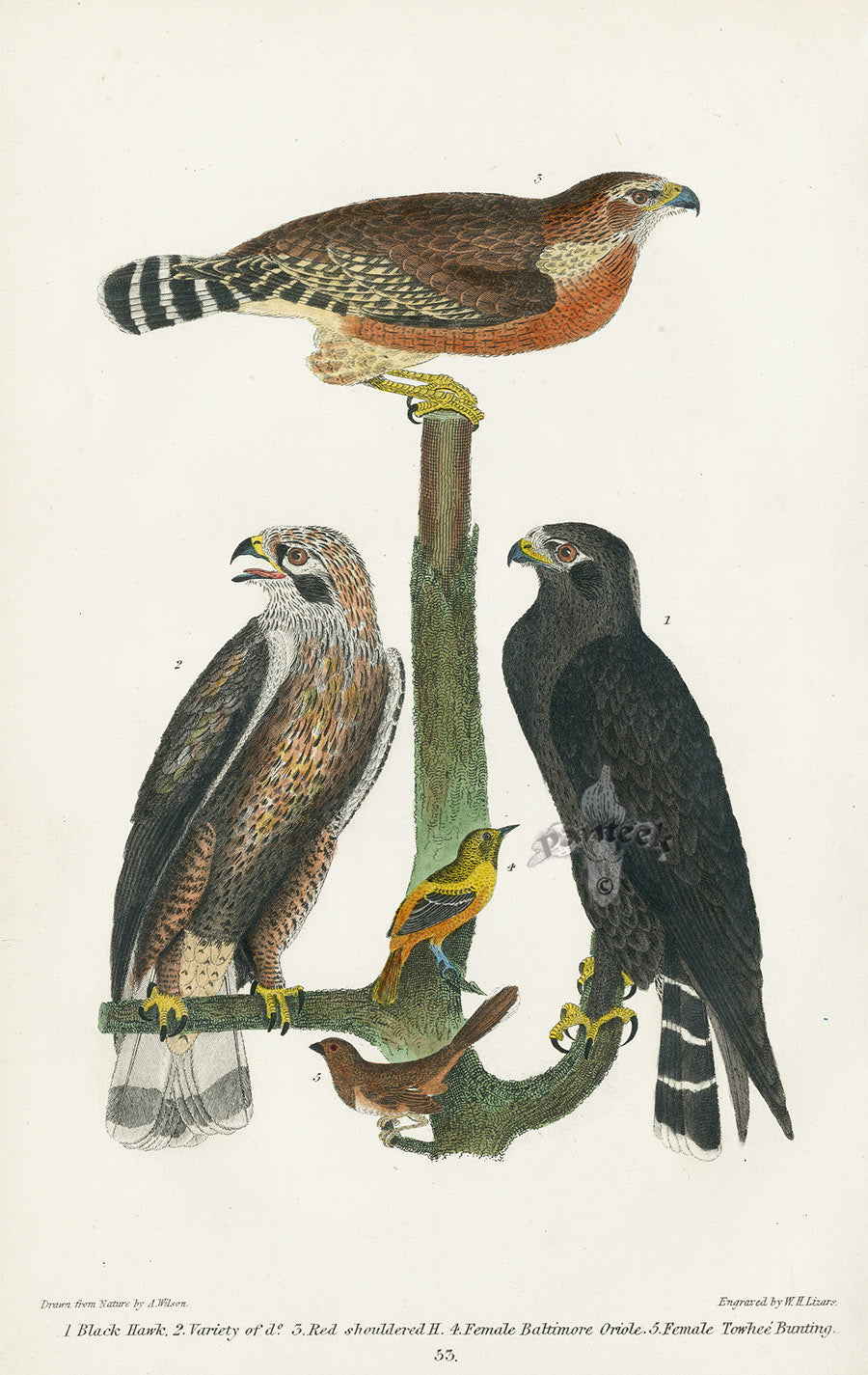 Wilson 1832 Black Hawk, Red-shouldered Hawk