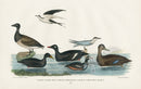 Wilson 1832 Brant, Scoter Duck, Velvet - Panteek Antique Prints