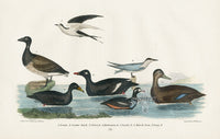 Wilson 1832 Brant, Scoter Duck, Velvet - Panteek Antique Prints