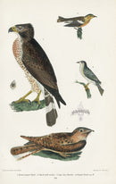 Wilson 1832 Broad-winged Hawk - Panteek Antique Prints