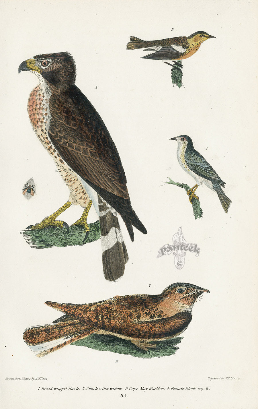 Wilson 1832 Broad-winged Hawk