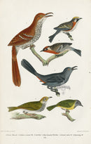 Wilson 1832 Brown Thrush, Golden-crowned - Panteek Antique Prints