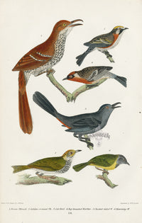 Wilson 1832 Brown Thrush, Golden-crowned - Panteek Antique Prints