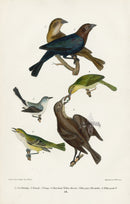 Wilson 1832 Cow Bunting, Maryland Yellow - Panteek Antique Prints