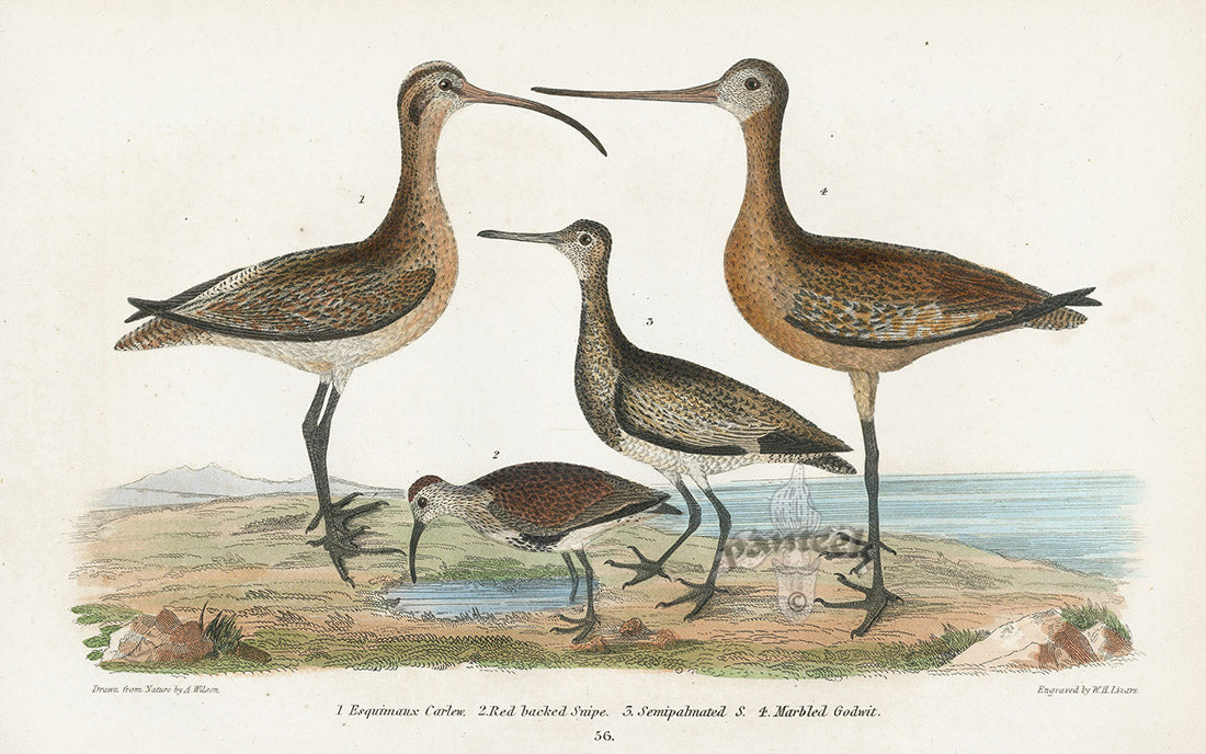 Wilson 1832 Esquimaux or Eskimo Curlew EXTINCT