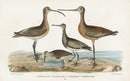 Wilson 1832 Esquimaux or Eskimo Curlew EXTINCT - Panteek Antique Prints