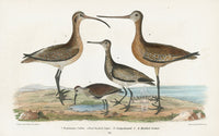 Wilson 1832 Esquimaux or Eskimo Curlew EXTINCT - Panteek Antique Prints
