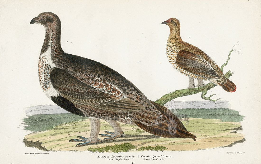 Wilson 1832 Female Cock of the Plains
