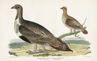 Wilson 1832 Female Cock of the Plains - Panteek Antique Prints
