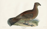Wilson 1832 Female Dusky Grouse - Panteek Antique Prints