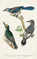 Wilson 1832 Florida Jay, Woodpeckers - Panteek Antique Prints