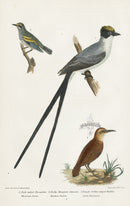 Wilson 1832 Fork-tailed Flycatcher - Panteek Antique Prints