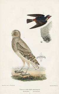 Wilson 1832 Fulvous or Cliff Swallow - Panteek Antique Prints