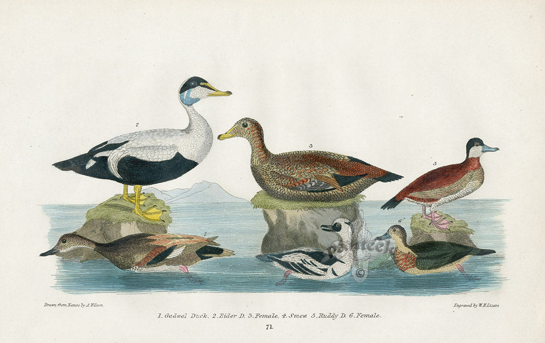 Wilson 1832 Gadwal Duck, Eider Duck