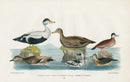 Wilson 1832 Gadwal Duck, Eider Duck - Panteek Antique Prints