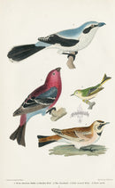 Wilson 1832 Great American Shrike - Panteek Antique Prints