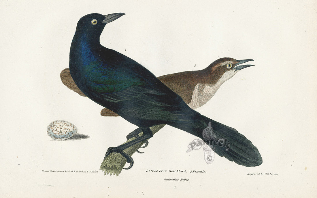 Wilson 1832 Great Crow Blackbird