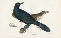 Wilson 1832 Great Crow Blackbird - Panteek Antique Prints