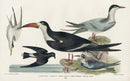 Wilson 1832 Great Tern, Lesser Tern - Panteek Antique Prints