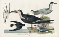 Wilson 1832 Great Tern, Lesser Tern - Panteek Antique Prints