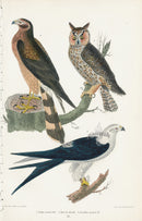 Wilson 1832 Long-eared Owl, Marsh Hawk - Panteek Antique Prints
