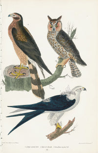 Wilson 1832 Long-eared Owl, Marsh Hawk - Panteek Antique Prints
