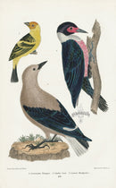 Wilson 1832 Lousiana Tanager, Clarks Crow - Panteek Antique Prints