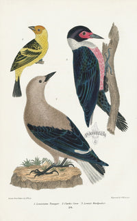 Wilson 1832 Lousiana Tanager, Clarks Crow - Panteek Antique Prints