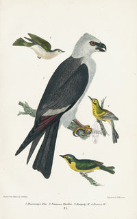 Wilson 1832 Mississippi Kite, Tennesee Warbler - Panteek Antique Prints
