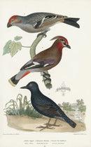 Wilson 1832 Pallas Dipper, Bohemian Waxwing - Panteek Antique Prints