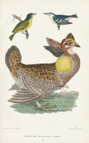 Wilson 1832 Pinnated Grouse, Blue-green - Panteek Antique Prints
