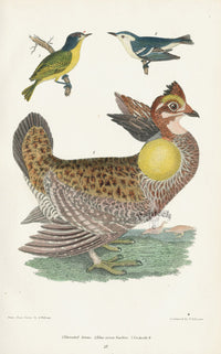Wilson 1832 Pinnated Grouse, Blue-green - Panteek Antique Prints