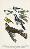 Wilson 1832 Red-cocaded Woodpecker - Panteek Antique Prints